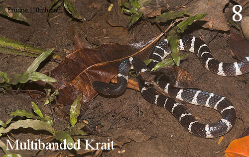 Multibanded krait-8