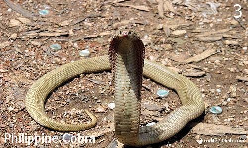 Philippine cobra-3