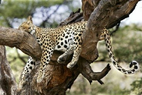 A-Leopard