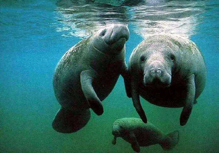 A-Manatee