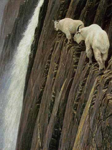 A-Mountain Goats