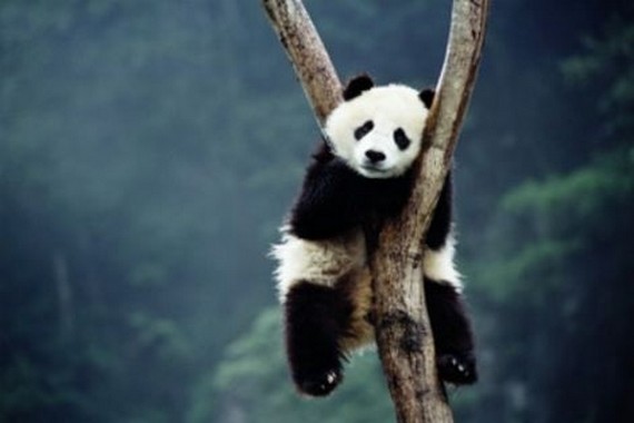 A-Panda