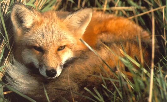 A-Red Fox