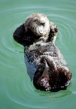 A- Sea otters snooze