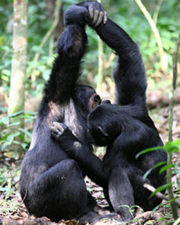 A- chimpanzees