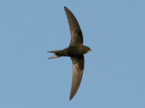 A- swift