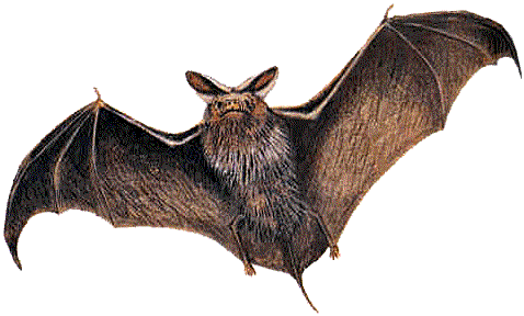 BAT4