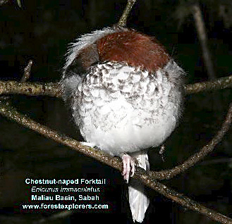 a-bird treee