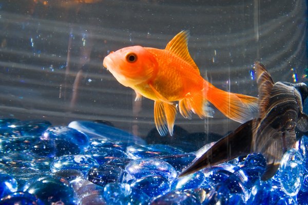 fish sleep