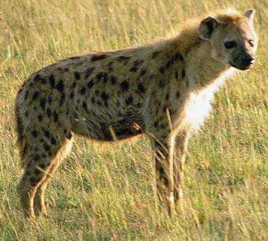 hyenacollection1_large