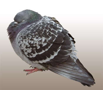 pigeon-sleeping