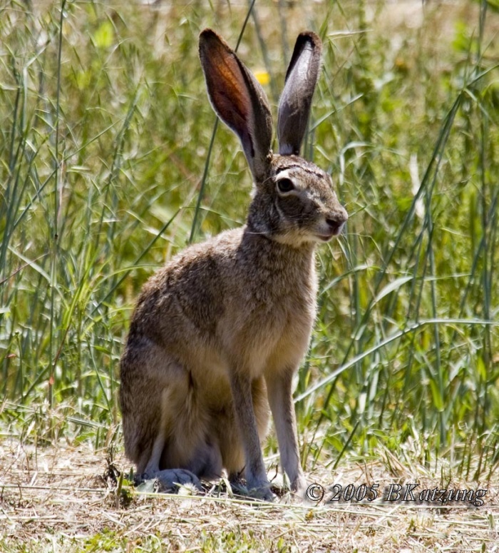 rabbit-3D.KI8Q4605