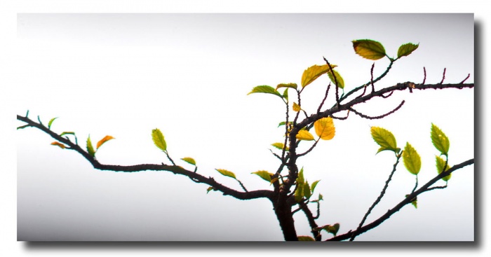 ওয়েবসাইটের টাইটেল একদিক হতে আরেকদিকে নিজে হতেই স্ক্রল করবে