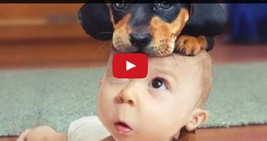 চরম হাসির দুটি ভিডিও শেয়ার করলাম। দেখলে হাসতে হাসতে পেট ব্যাথা হয়ে যাবে। যাদের মন মন খারাপ তাদের জন্য টনিক।