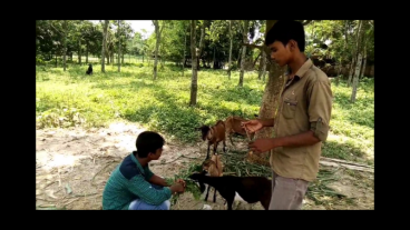 [Must See] একটি অসাধারণ ফানি ভিডিও || গরু – ছাগল শিক্ষা || আপনি না দেখলে বিশ্বাস করতে পারবেন্না !!!