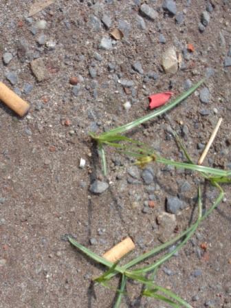 প্রযুক্তি, টেকসই উন্নয়ন এবং পরিবেশ