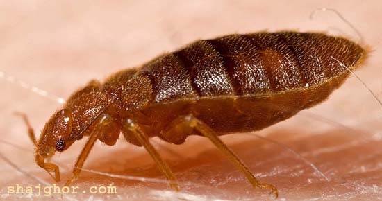 ছারপোকাহীন ব্যাচেলর লাইফের জন্য স্মার্ট কিছু ফার্নিচার