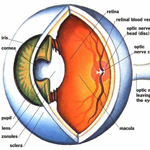 মস্তিষ্কের স্বাস্থ্যের রহস্যভেদ করতে সাহায্য করতে পারে রেটিনা