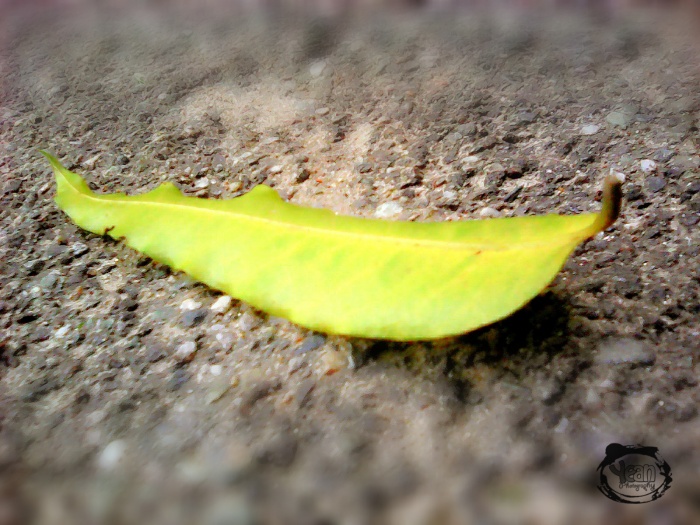 এবার আয় হবে গুগল মামার কাছে থেকে,  মাত্র ২০০০ টাকায় হোস্টেড এডসেন্স একাউন্ট!