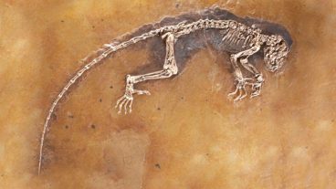 প্রত্নতত্ত্ব! নতুনকে খুঁজে ফিরে পুরনো ফসিলে