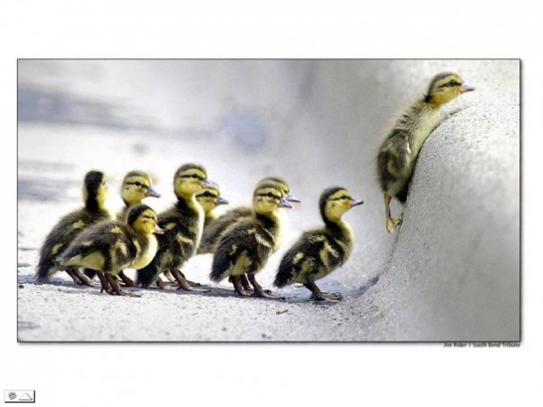 ইংলিশ রাইটিং এর গুরু হওয়ার একটা ছোট্র টিপ। মেমোরাইজড করে রাখুন আর রাইটার দের মত করে লিখুন।