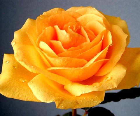 স্বয়ংক্রিয়ভাবে মুছুন PC এর অপ্রয়োজনীয় ফাইল।