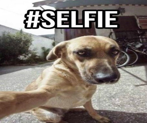 অদ্ভুত যত সেলফি (Selfie)- পার্ট -২ ।